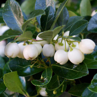 Peppermint Pearl Wintergreen