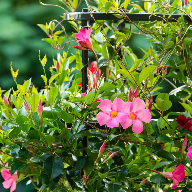 Plant Support Kit Shop Garden Tools Spring Hill Nurseries Spring