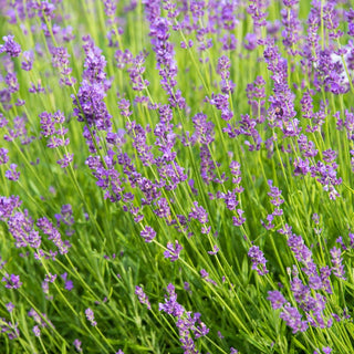 Munstead Lavender