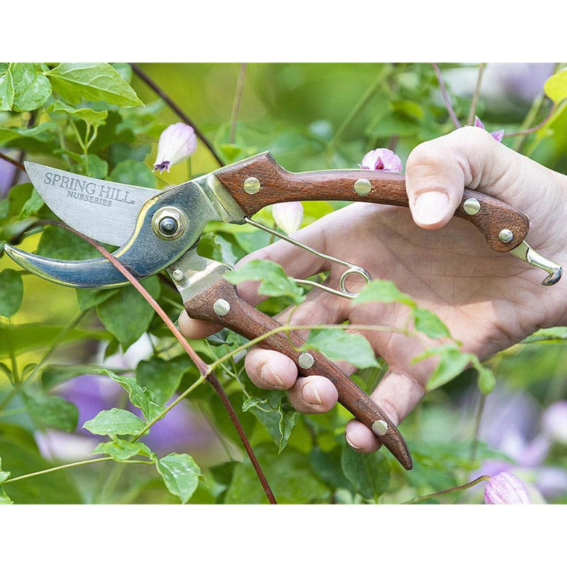 Spring Hill Nurseries Rosewood Pruners Spring Hill Nurseries Spring