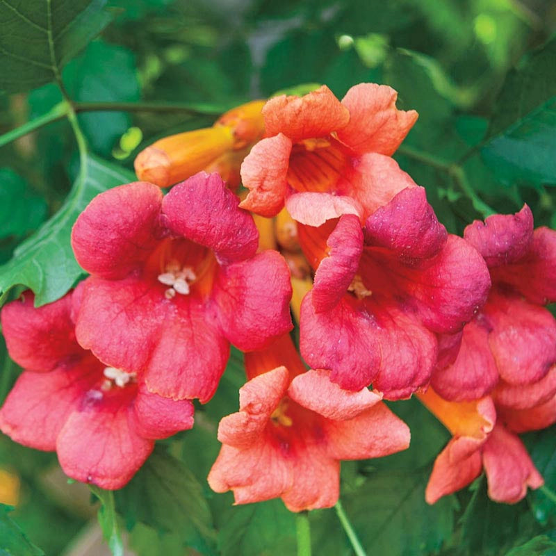 Flamenco Trumpet Vine