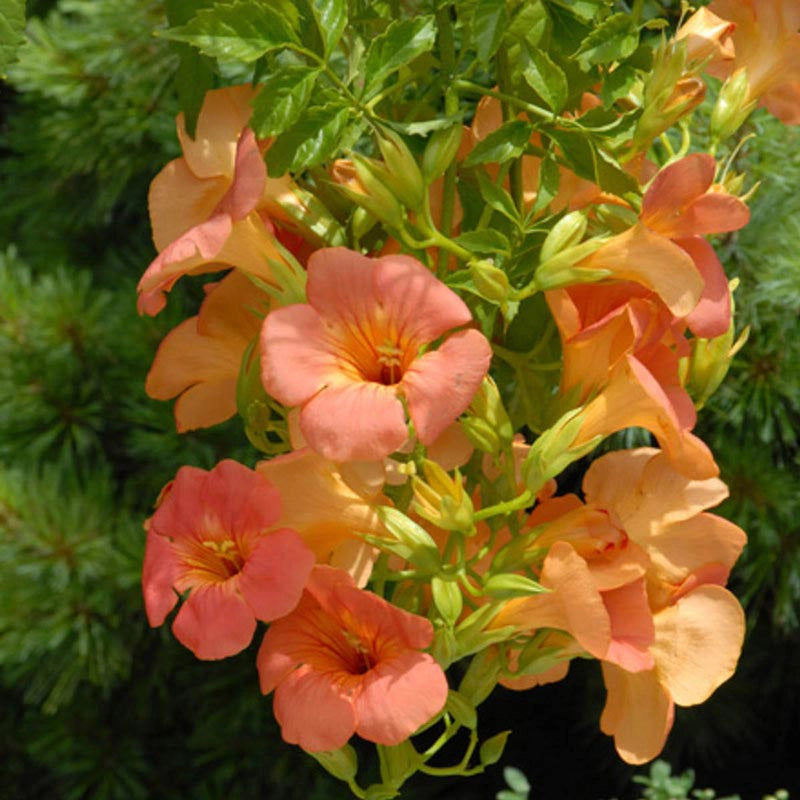 Grandiflora Trumpet Vine