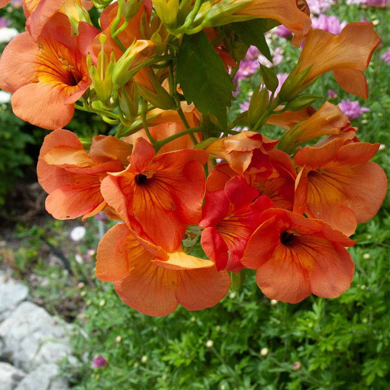 Grandiflora Trumpet Vine