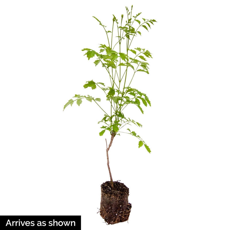 can you plant a trumpet vine in a pot Grandiflora Trumpet Vine | Shop Vines