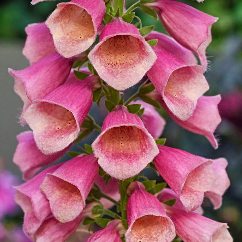 Arctic Fox Rose Digitalis