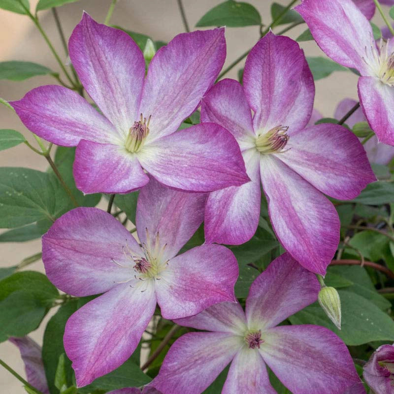 Clematis Pernille