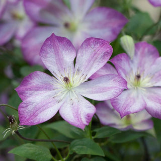Clematis Pernille