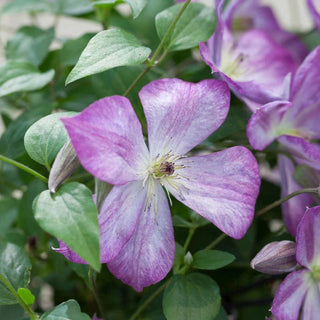 Clematis Pernille