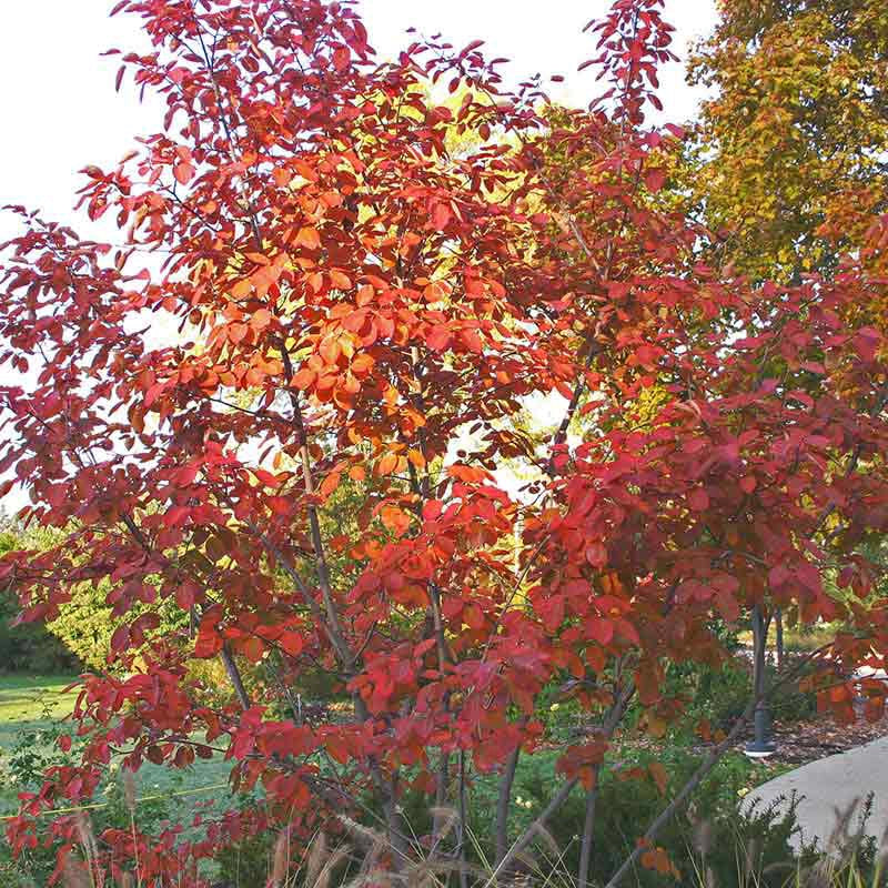 Autumn Brilliance Serviceberry