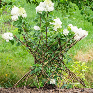 Willow Obelisk Plant Support