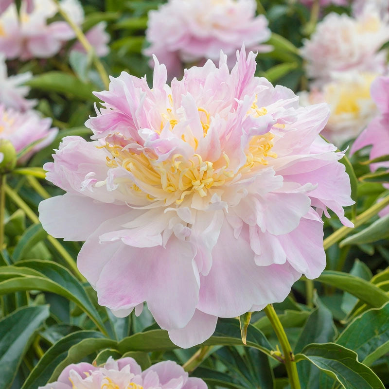 La Donna Peony