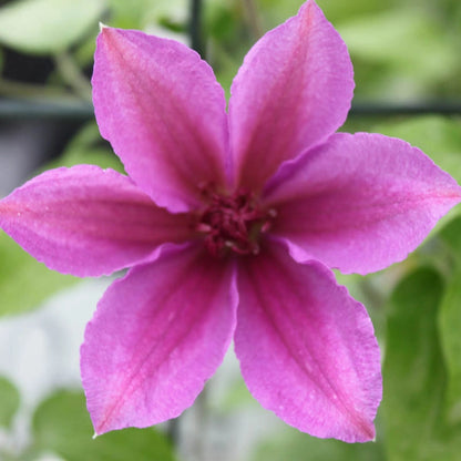 Clematis Success® Candy