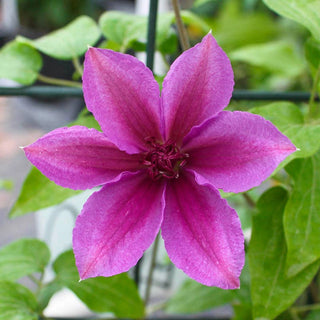 Clematis Success® Candy