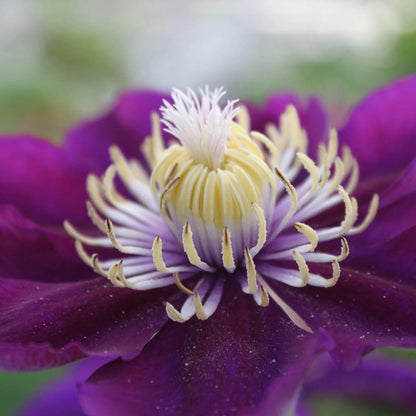 Clematis Pacific Cup