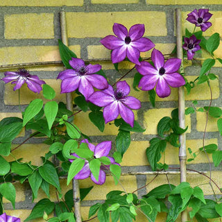 Clematis Amaranthine