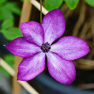 Clematis Amaranthine