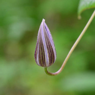 Clematis Amaranthine