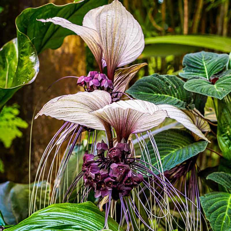 White Bat Flower | Shop Unique Tropical Plants | Spring Hill – Spring Hill Nursery