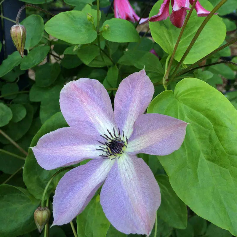 Clematis Fairy Dust