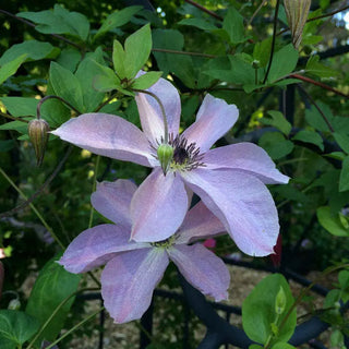 Clematis Fairy Dust