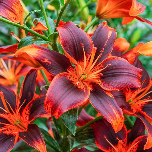 monrovia asiatic lily Forever Susan Asiatic Lily | Shop Lilies