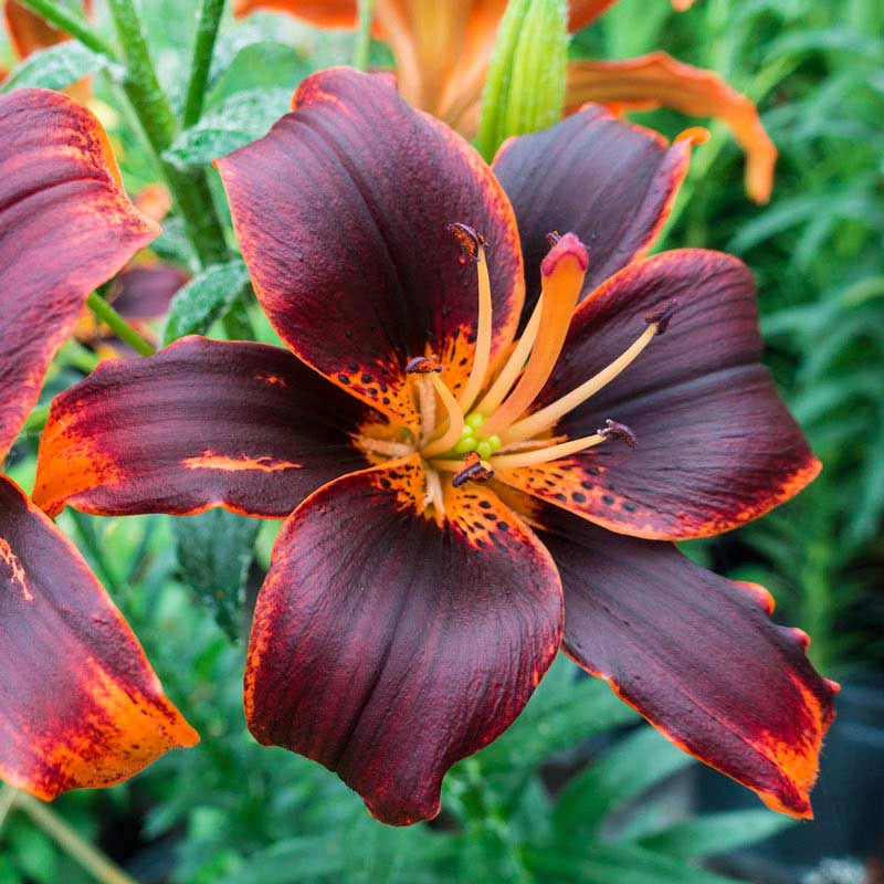 forever susan asiatic lily symbolism Forever Susan Asiatic Lily