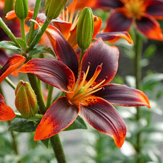 Forever Susan Asiatic Lily