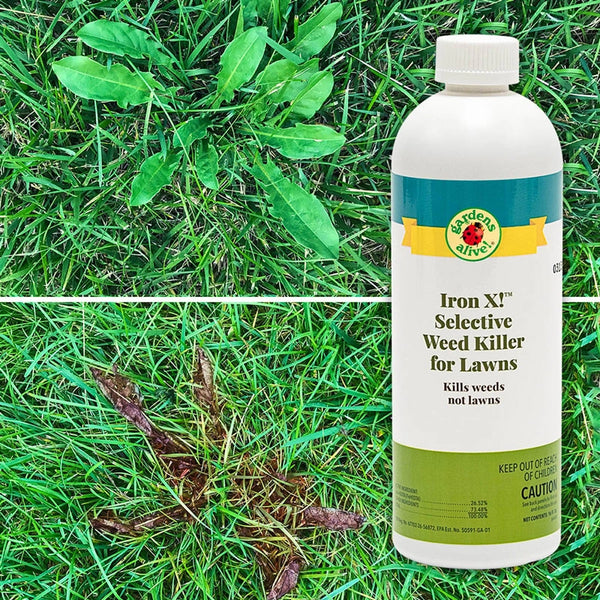 iron hedta herbicide Iron X!™ Selective Weed Killer For Lawns 16oz
