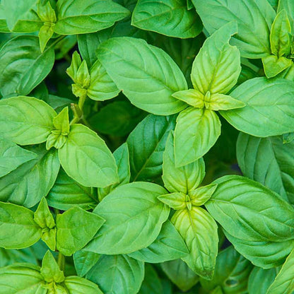 Herb Sweet Basil Plant