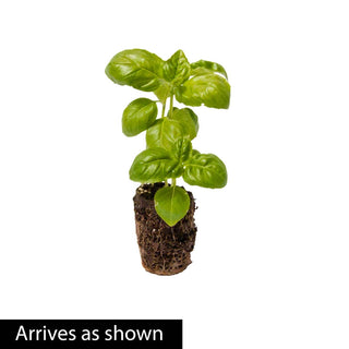 Herb Sweet Basil Plant