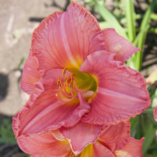 Scottish Fantasy Daylily
