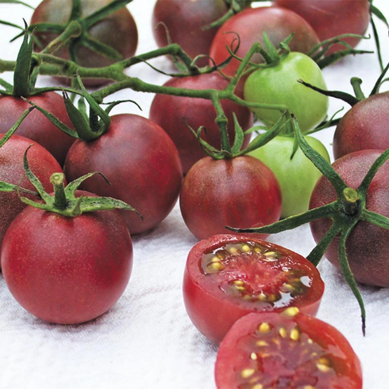 Chocolate Cherry Tomato