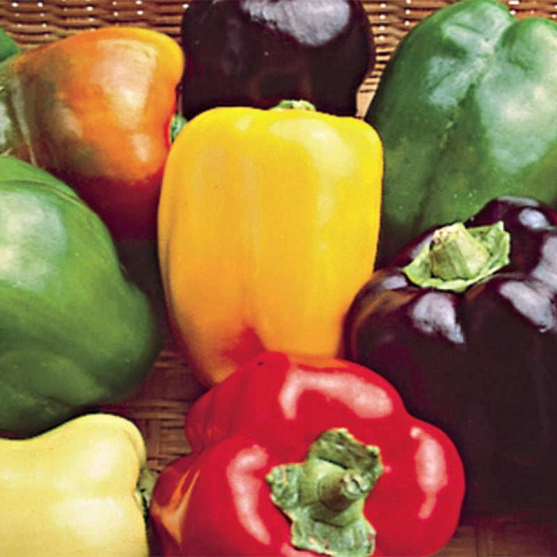 Sweet Bell Pepper Hybrid Mix