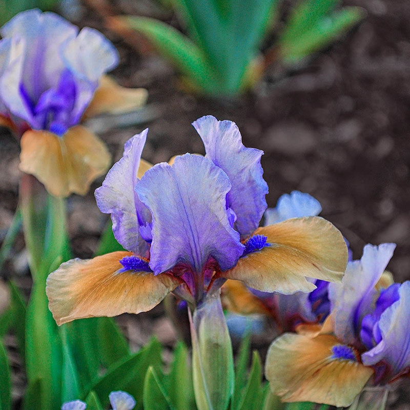 Blueberry Raspberry Kick Start Blueberry Tart Kickstart Dwarf Iris - Shop Irises | Spring Hill