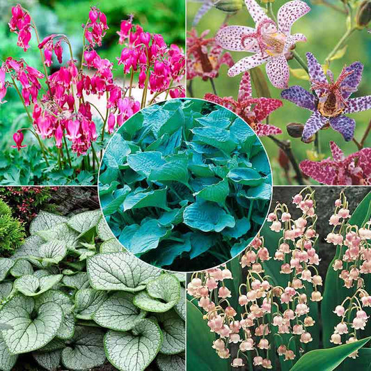 Color in the Shade Garden | Spring Hill Nurseries