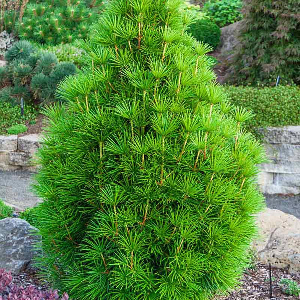 pine plant Japenese Umbrella Pine Tree