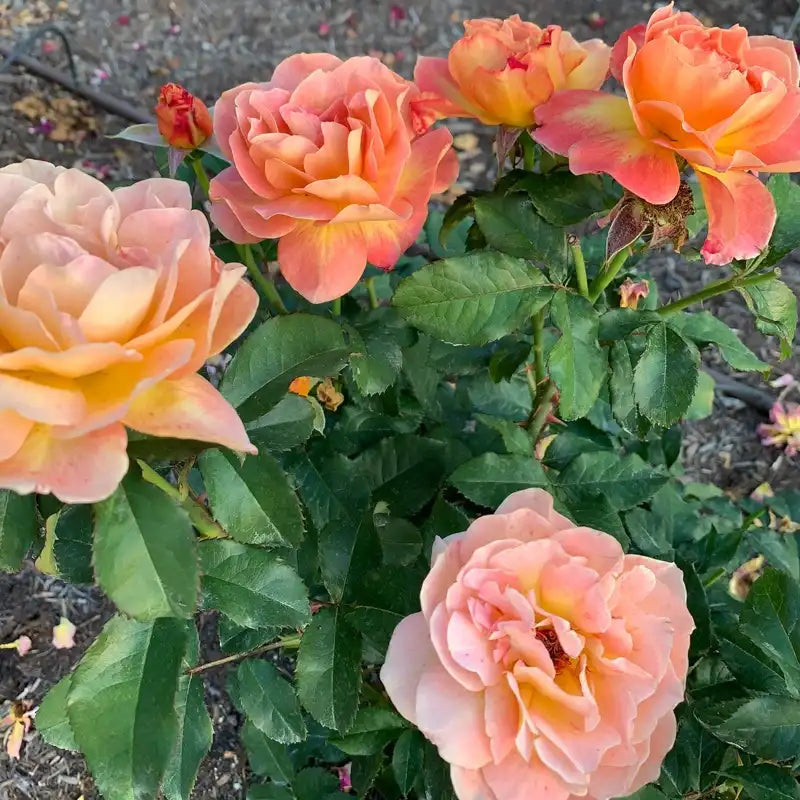 Rosie The Riveter™ Floribunda Rose