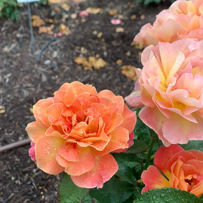 Rosie The Riveter™ Floribunda Rose