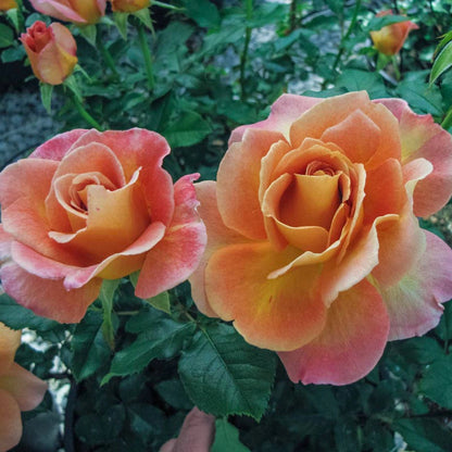 Rosie The Riveter™ Floribunda Rose