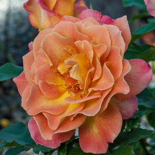 Rosie The Riveter™ Floribunda Rose