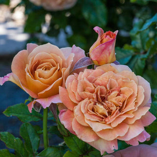 Rosie The Riveter™ Floribunda Rose