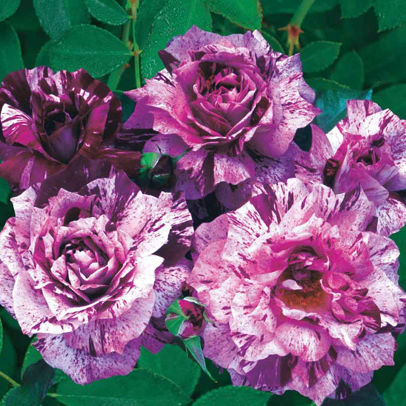 Floribunda Roses Color Floribunda Roses - Beautiful Floribundas for Sale | Spring Hill ...