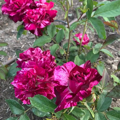 Purple Tiger Floribunda Rose