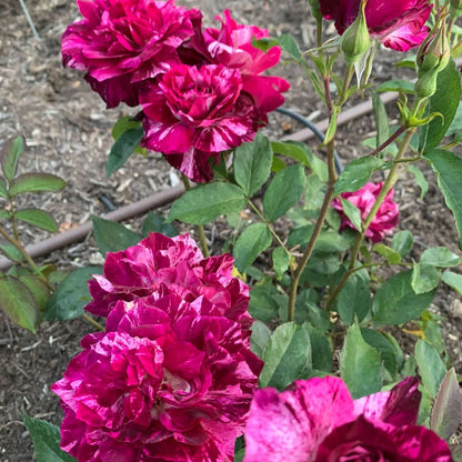 Purple Tiger Floribunda Rose