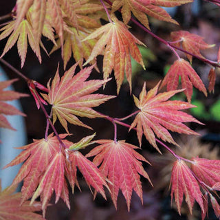 Moonrise Japanese Maple