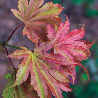 Moonrise Japanese Maple