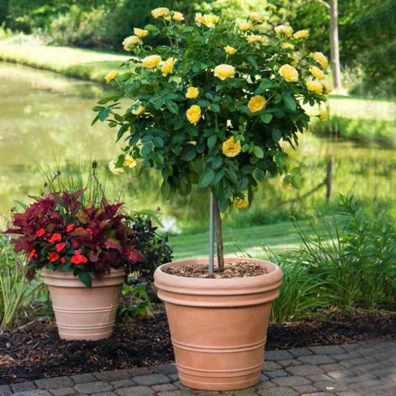 Trees Roses 24 Inch Sparkle & Shine Rose At Spring Hill Nurseries – Spring Hill Nursery