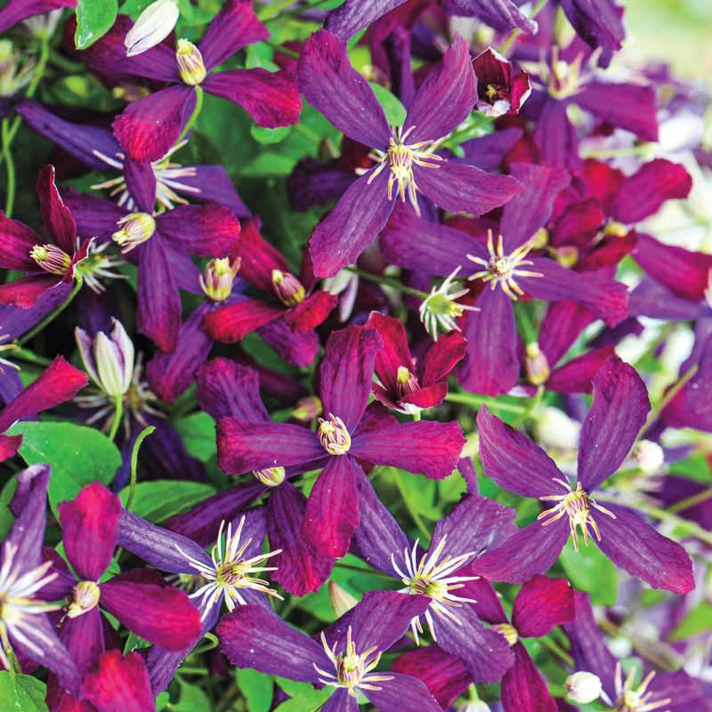 Clematis Sweet Summer Love