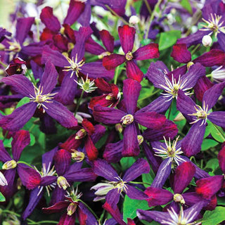 Clematis Sweet Summer Love