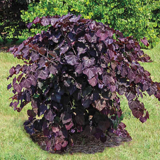 Ruby Falls Weeping Redbud Tree